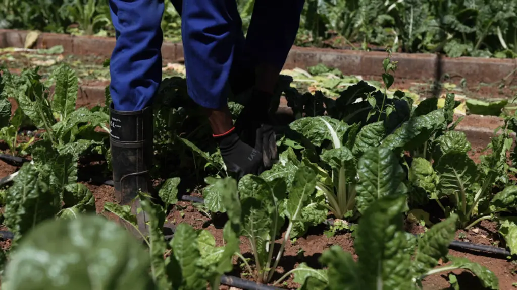 Person in blue pants and black gloves kneels among Swiss chard plants, tending a vegetable garden bed.