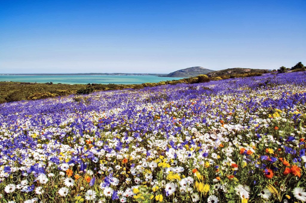 Western Cape flowers
