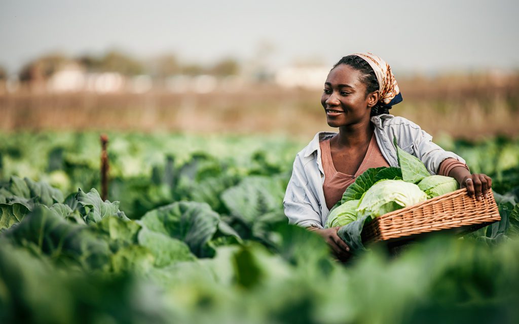 Smiling woman in a cabbage field holds a wicker basket of fresh greens.