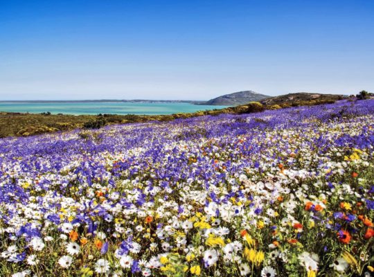 Western Cape flowers