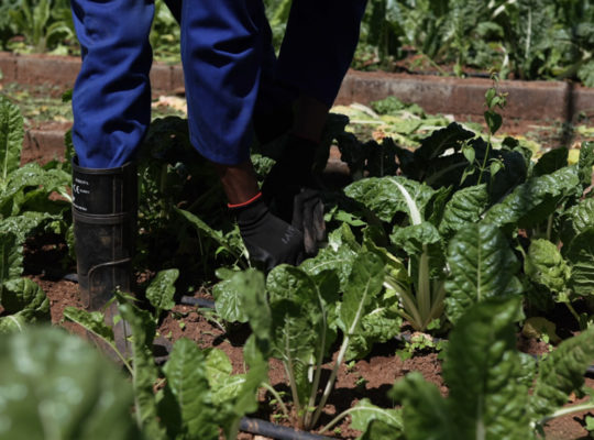 Person in blue pants and black gloves kneels among Swiss chard plants, tending a vegetable garden bed.