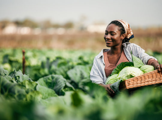 Smiling woman in a cabbage field holds a wicker basket of fresh greens.